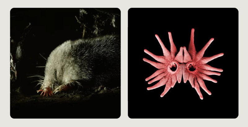 Paragraphica —— 星鼻鼹鼠的鼻子📸 还记得和大树一起做字体的设计师 Bjørn Karmann 吗？最近他又发布一个新作品，一台结合地理位置数据和 AI 来可视化出特定地点与时刻下的「照片」的「context-to-image」照相机，名叫Paragraphica🏞 这台情境转化相机通过开放 API 收集其所在位置的各类数据，比如天气、地址、时间、温度、周边活动等，而后这些数据会被组合成一段 prompt 用以详细描述当前的地点和时刻，紧接着利用生成式 AI 「拍下」一张「照片」👁‍🗨 Bjørn 认为这样的「照片」好比是以 AI 之眼窥探当下的场景，带有一些复杂的微妙感，因为你会发现这些「照片」虽然有些与实景相似的氛围但仔细看来却大相径庭